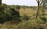 TANZANIA - Serengeti National Park - Leone maschio - 16